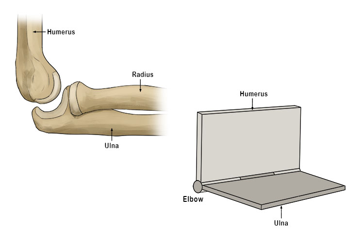 The hinge joint can be found in the elbow and knee joints, they allow movement in only one direction. The elbow and knee joints are the two most obvious hinge joints in the body and can be easily compared to a door hinge